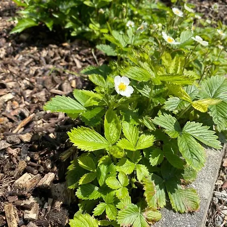 Certova Bouda Apartamento