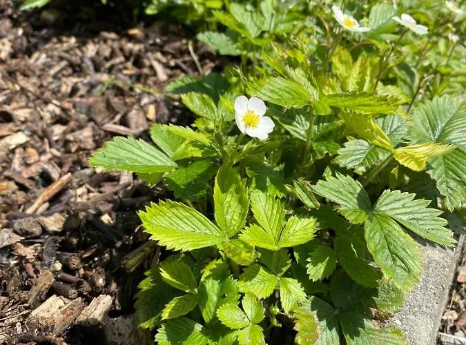 Certova Bouda Διαμέρισμα